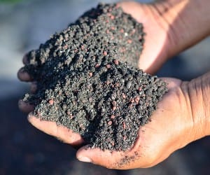 Hans holding some phosphorus fertilizer