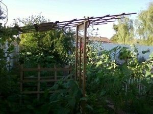 Kim's backyard garden features sunflowers, grapevines, peppers, tomatoes, and fruit trees.