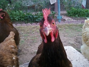 This is one of Kim's chickens. Her name is Louisa Mae.