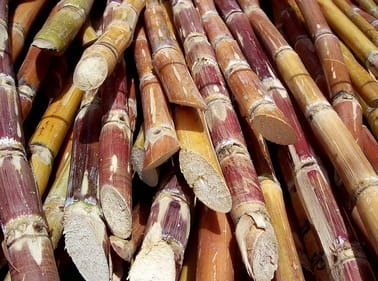 a pile of cut sugar cane.