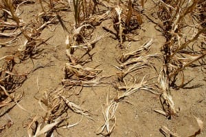 dead, dried corn stalks in field