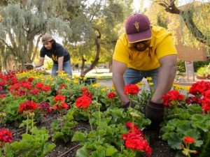 Men tending to a flower bed at ASU
