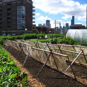 urban farm with city skyline in the background