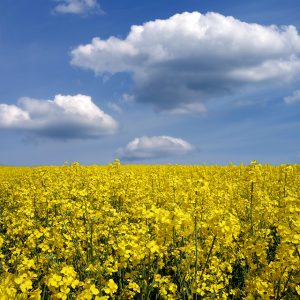 Meadow with yellow flowers below blue sky with clouds