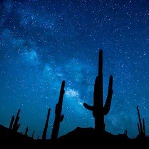 Night view of desert cactus silhouette and stars