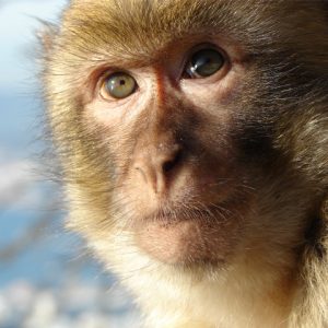 Barbary macaque endangered primate face close up