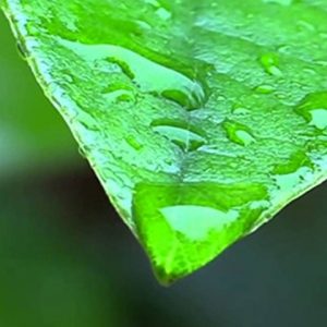 macro shot of green leaf tip with drops of water