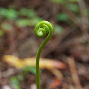 Swirling green plant stem