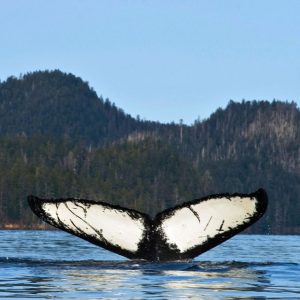 A whale fin flips above the water