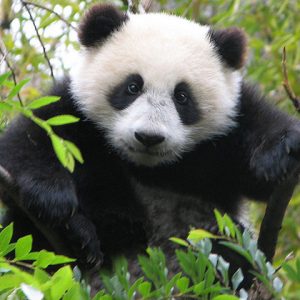 Close up of young panda bear