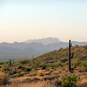 Sunset landscape view of McDowell mountains and cactus