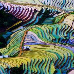 An aerial shot of a colorful field of rice