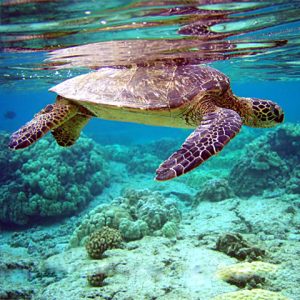 Underwater view of large sea turtle in shallow water