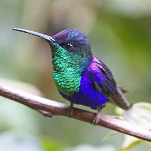 Violet-crowned woodnymph bird standing on branch