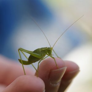 Close up of small green grasshopper on person's hand