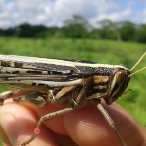 Central American locust on hand