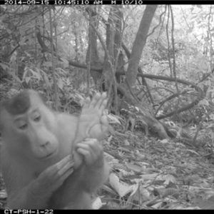 Camera shot of Southern-pig-tailed-macaque checking out his foot