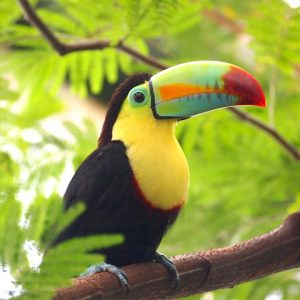 Young toucan standing on branch