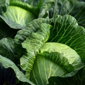 Head of cabbage in garden