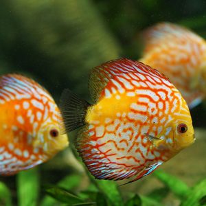 Three small fish swiming
