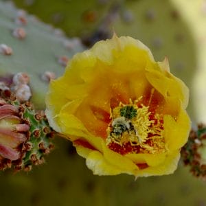 Honeybee in a prickly pear cactus yellow flower.