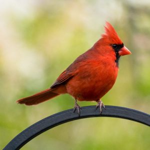 Male cardinal bird standing on arched metal piece