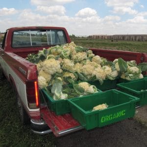 Red pickup truck from rear with truck bed filled with fresh cauliflower.