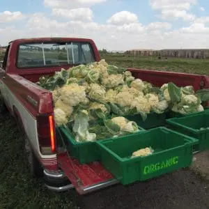 Red pickup truck from rear with truck bed filled with fresh cauliflower.