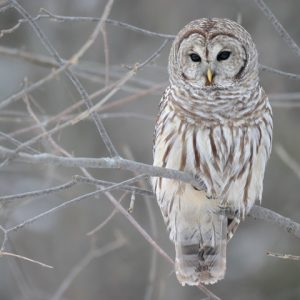 Snow owl standing on leafless tree branch