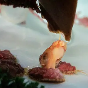 A white abalone reaches its flexible body out its shell