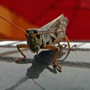 Locust