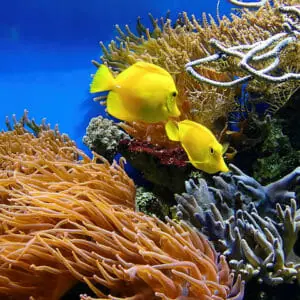 Two fish swim in coral reef