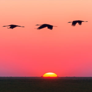 Geese flying during sunset
