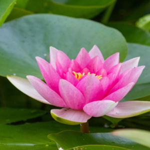 Pink lotus flower floating among leaves