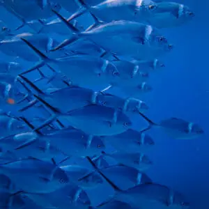School of fish swimming in one direction