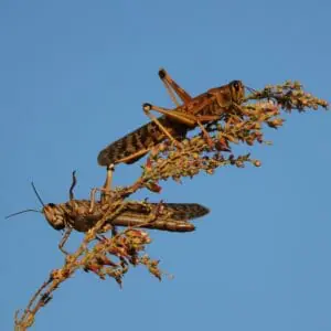 two locusts in tree