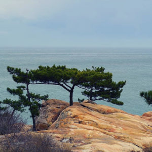 Large rock with small wide tree against coastal landscape