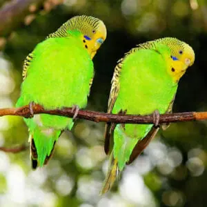 Two green parrots sitting on a branch