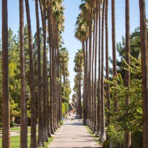 rows of tall palm trees line Palm Walk on ASU Tempe campus