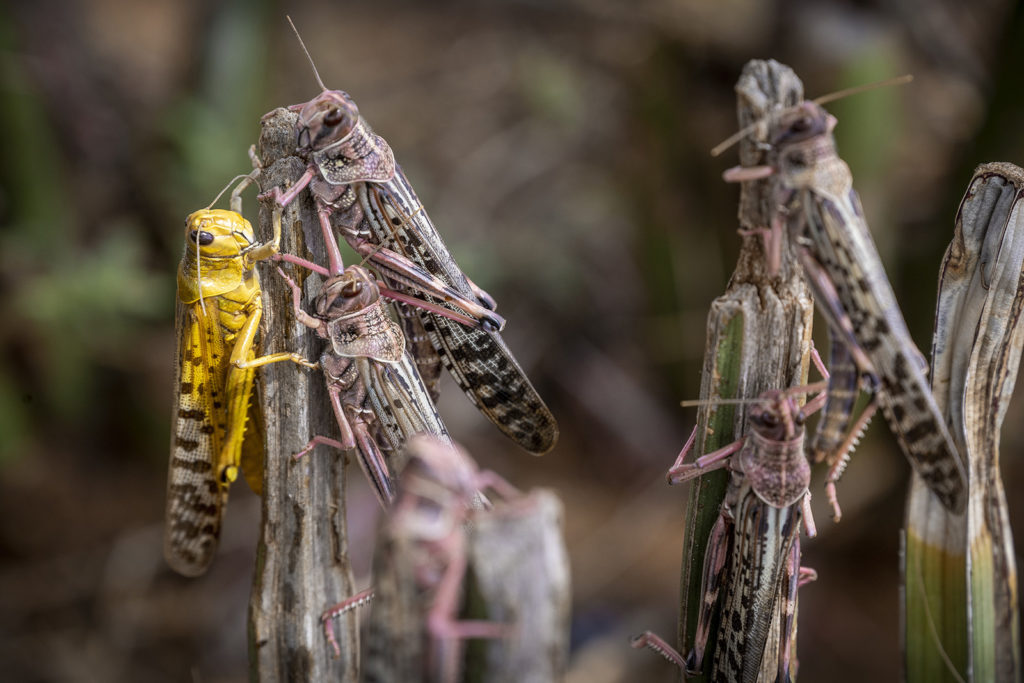 locusts perched on twigs