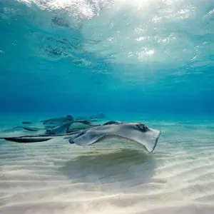 Stingrays swimming in clear shallow water