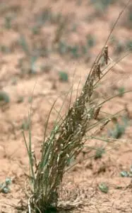 Australian Plague Locust