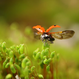 Ladybug sanding on leaf with spread winds