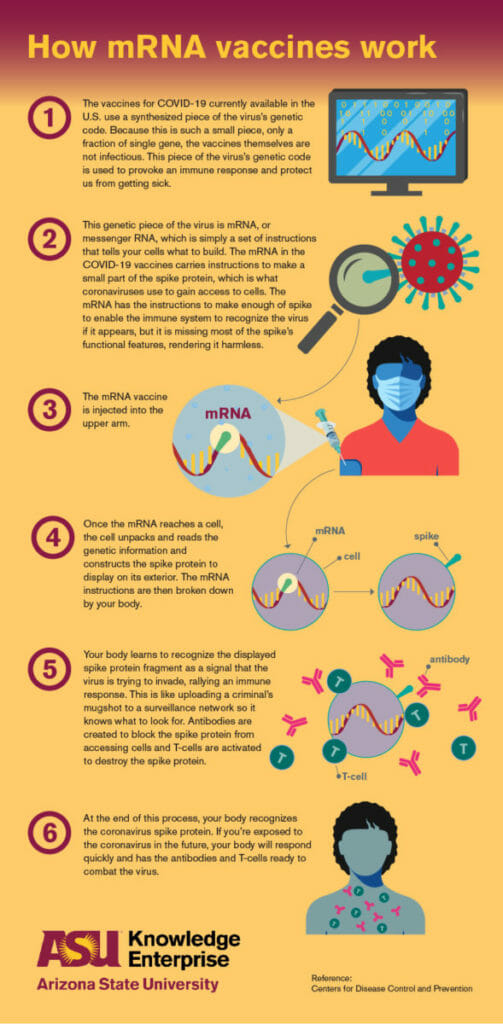 graphic of how mRNA vaccines work