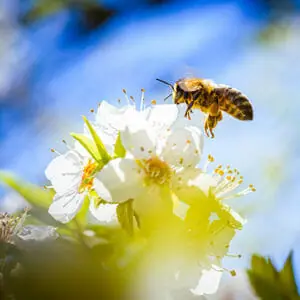 Bumble bee approaching white flower