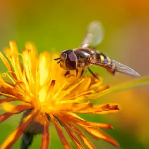 Bumble bee pollinating yellow flower