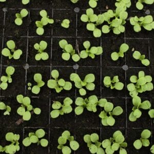 View of seedlings from above