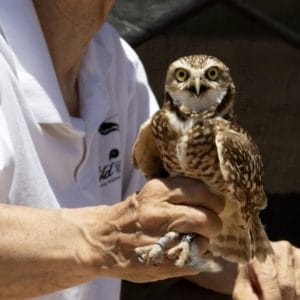 Person holding burrowing owl