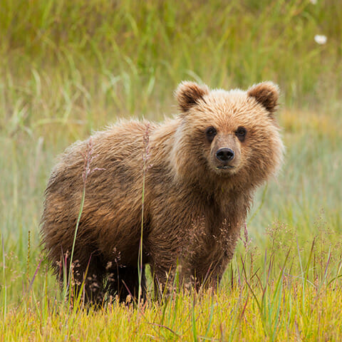 Brwon bear standing in a meadow