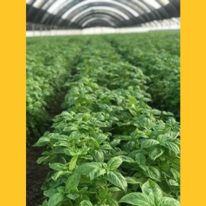 Photo of basil growing in greenhouse